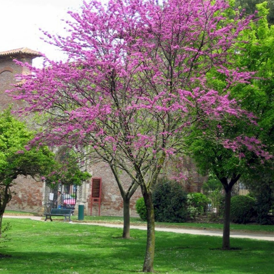 Багрянник Европейский (куст)