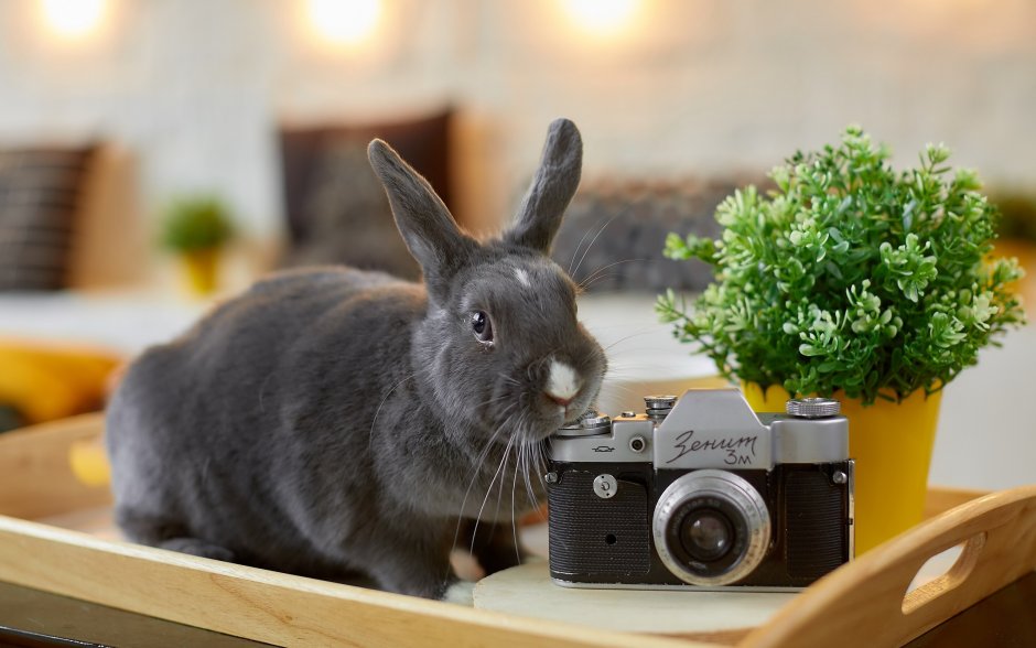 Кролик с фотоаппаратом