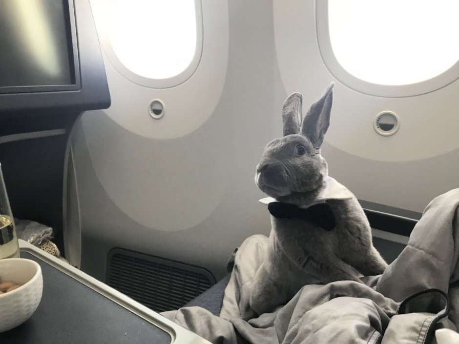 Кролик в самолете