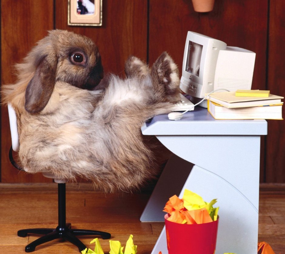 Кролик сидит за компьютером