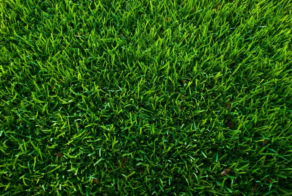Трава для газона Canada Green