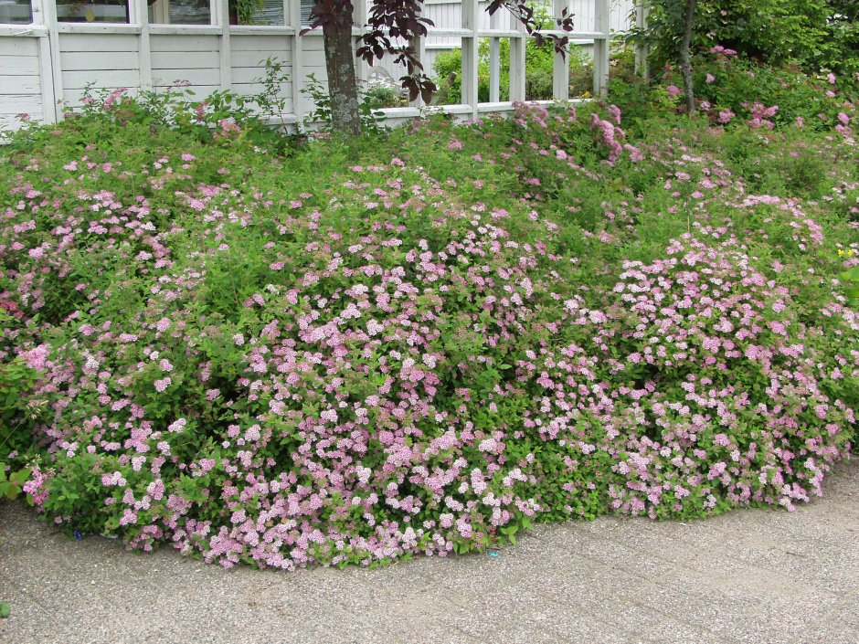 Спирея японская Golden little Princess