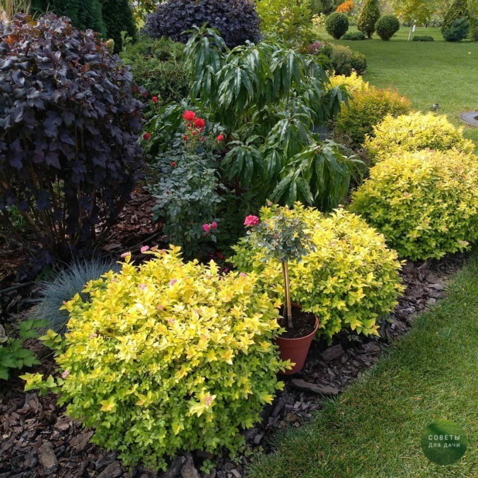 Спирея бордюр