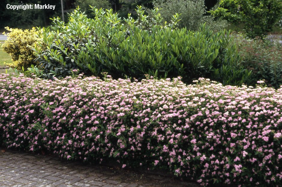 Спирея японская изгородь