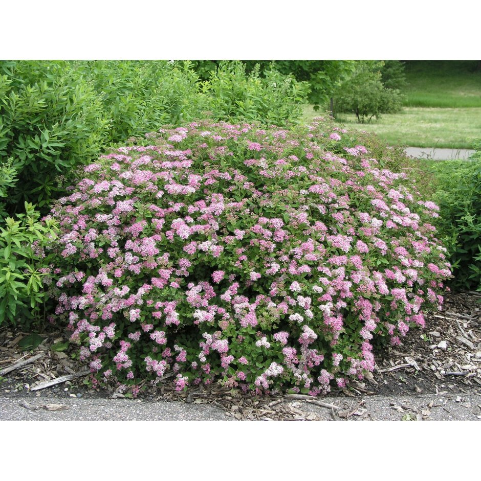 Спирея японская little Princess