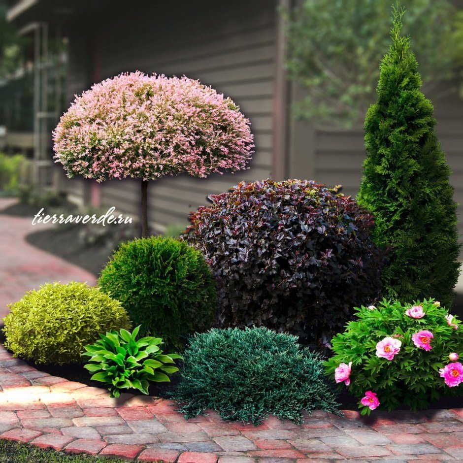 Спирея японская в ландшафте