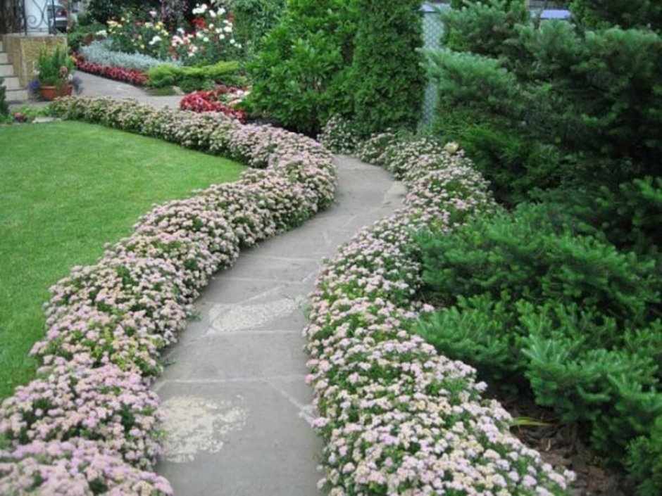 Лапчатка кустарниковая и спирея