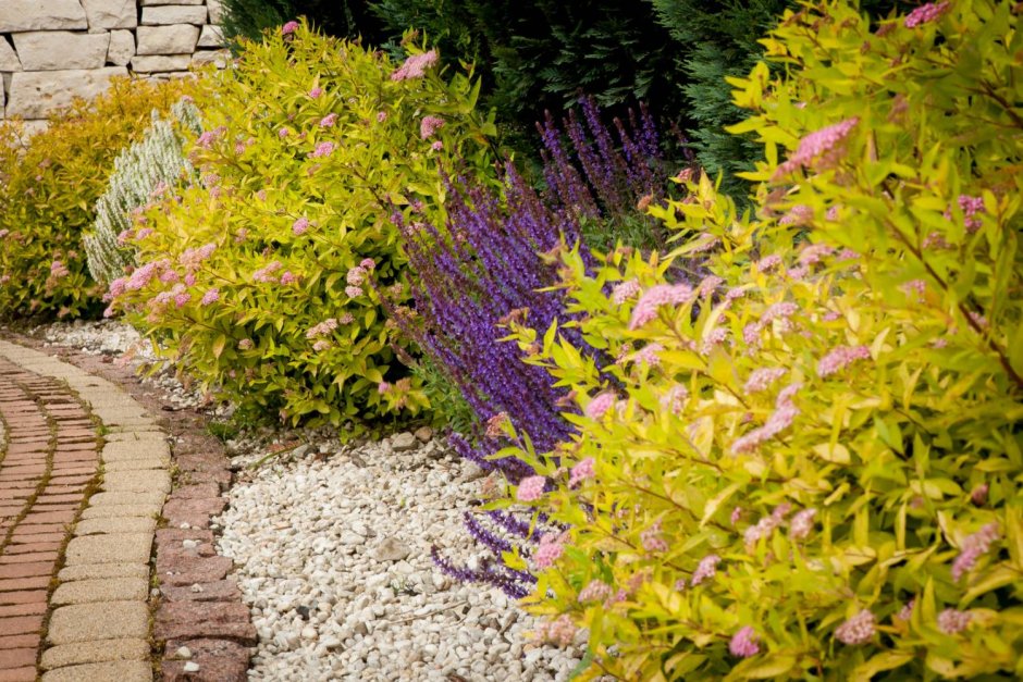 Спирея Голдмаунд в ландшафтном дизайне