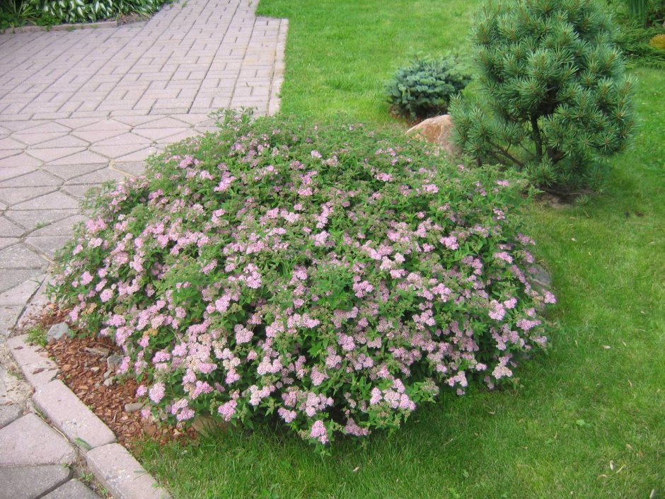 Бордюр с гортензией бобо