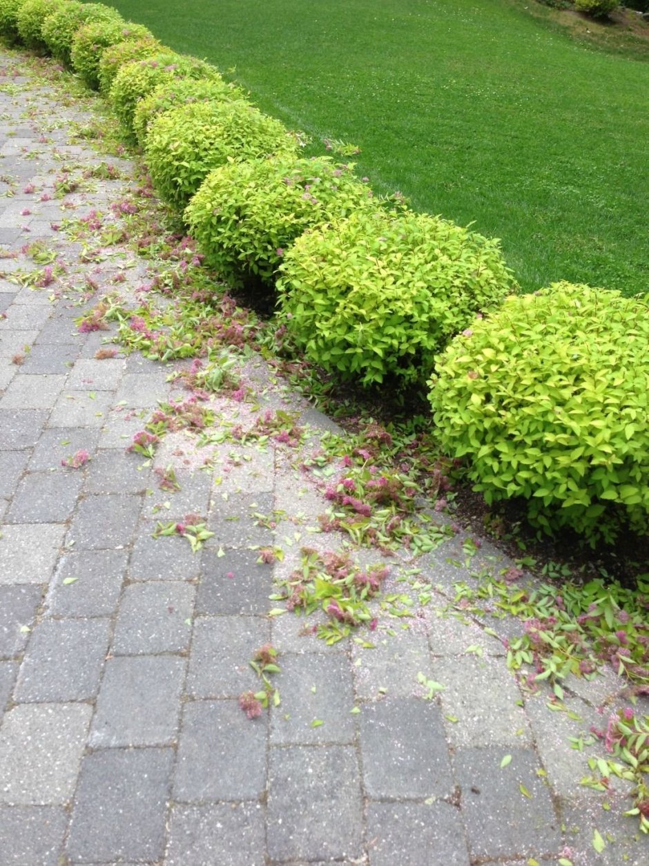 Дерен фитопластика