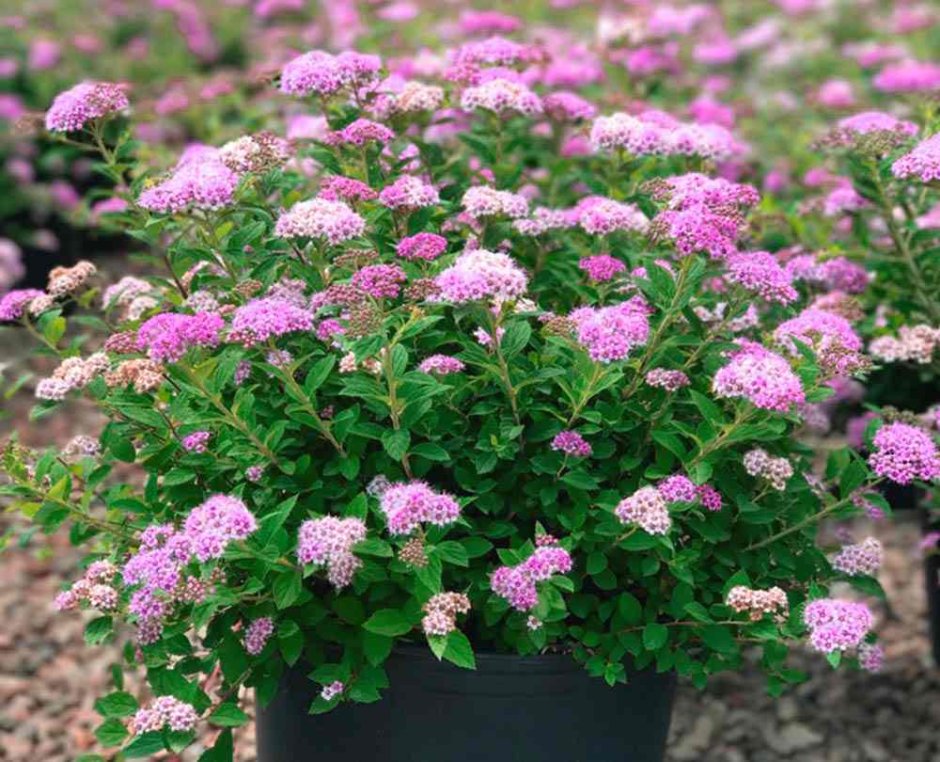 Спирея Широбана изгородь