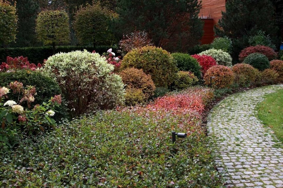 Спирея лайм принцесс