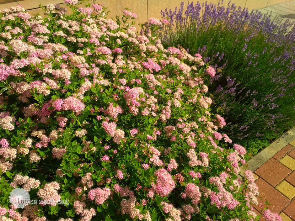 Барбарис шалфей спирея