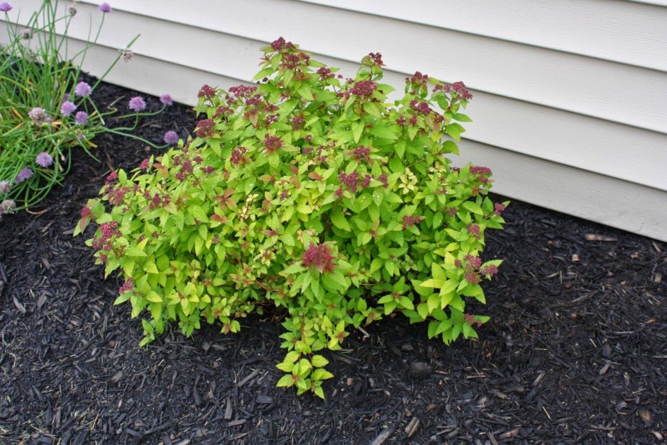 Спирея японская Голден карпет