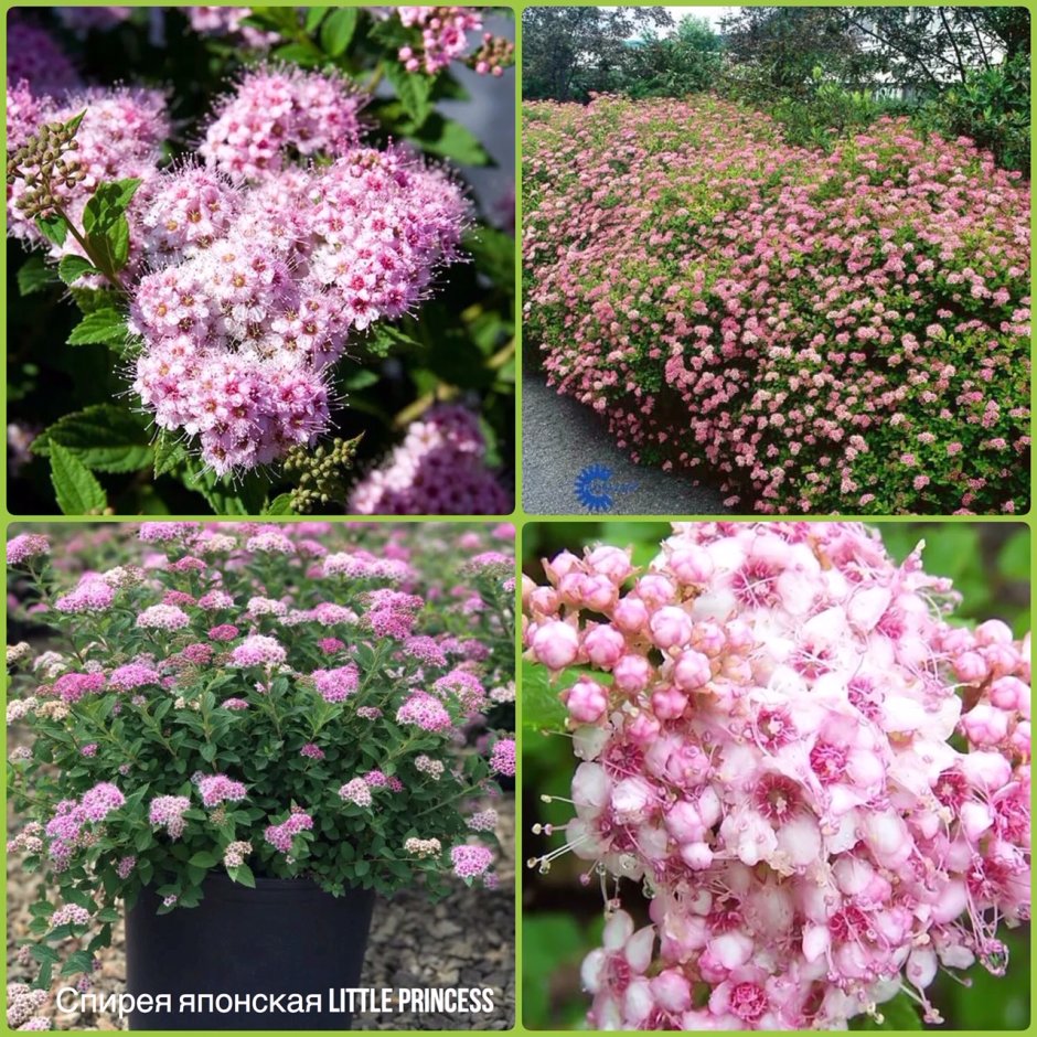 Миксбордер с гортензией Аннабель