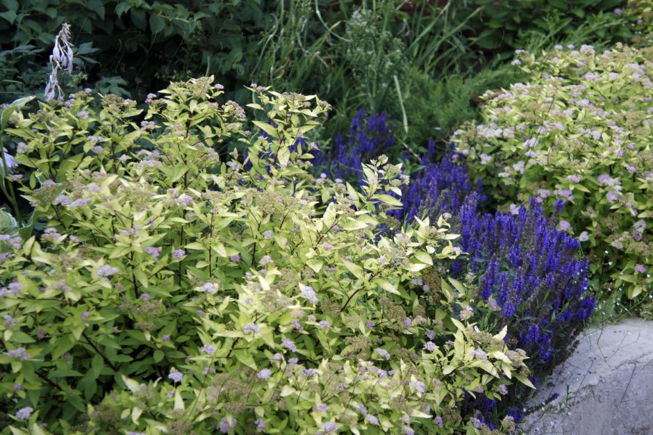 Спирея Голден принцесс