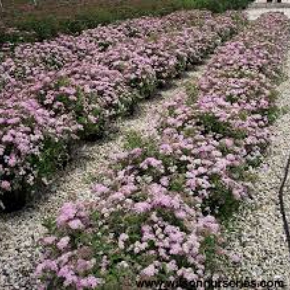 Спирея березолистная бордюр