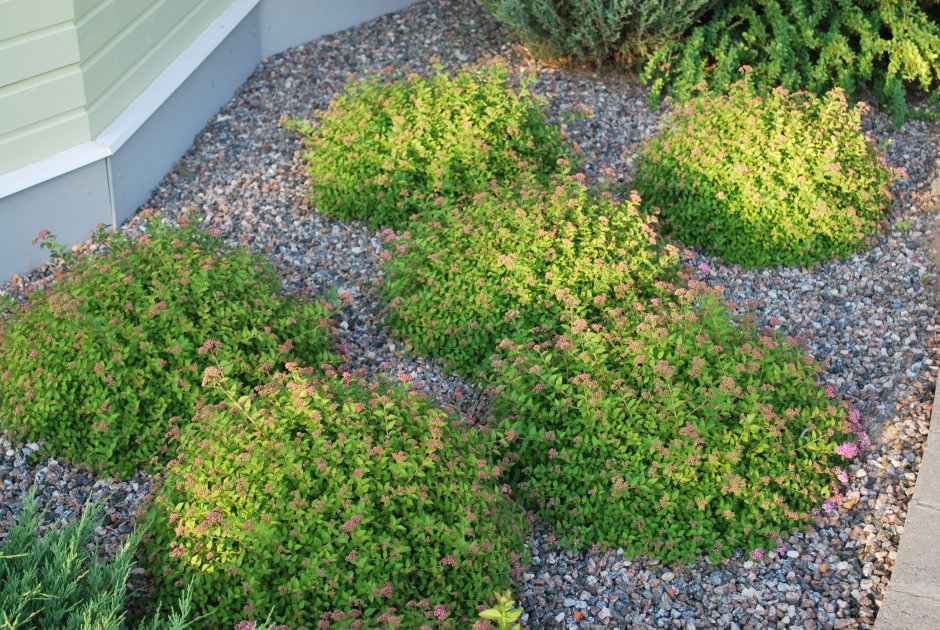 Спирея японская Golden Elf