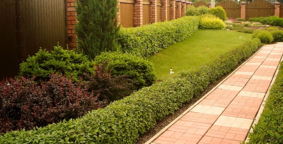 Спирея самшит