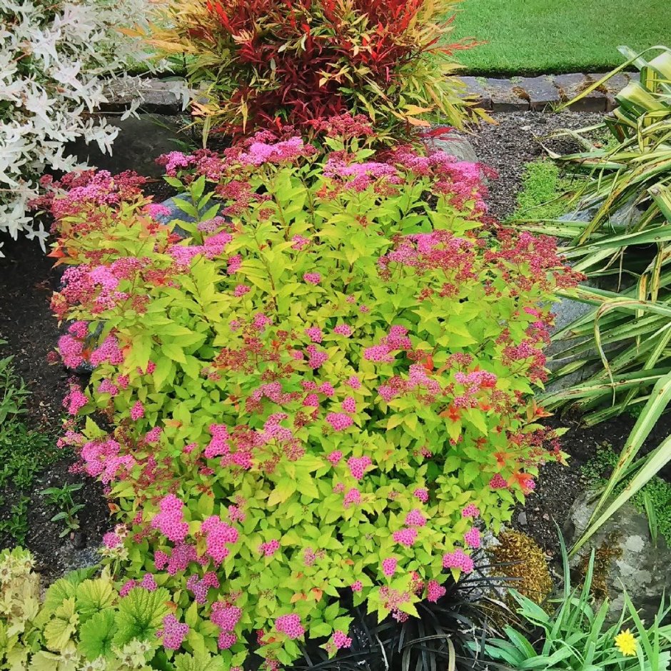 Спирея японская Golden Princess