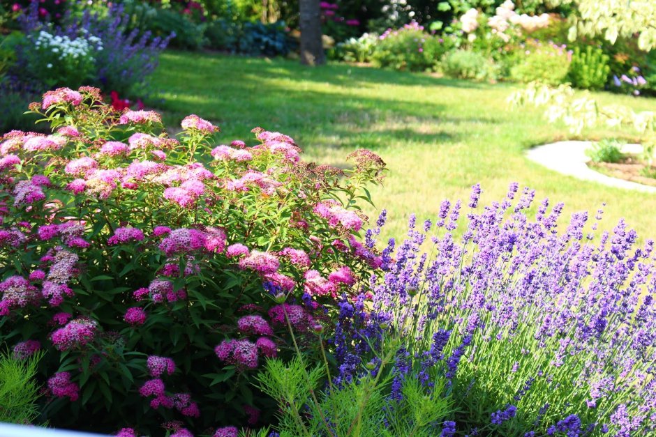 Спирея японская макрофилла