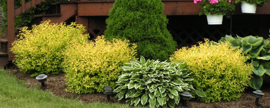 Спирея березолистная Исланд