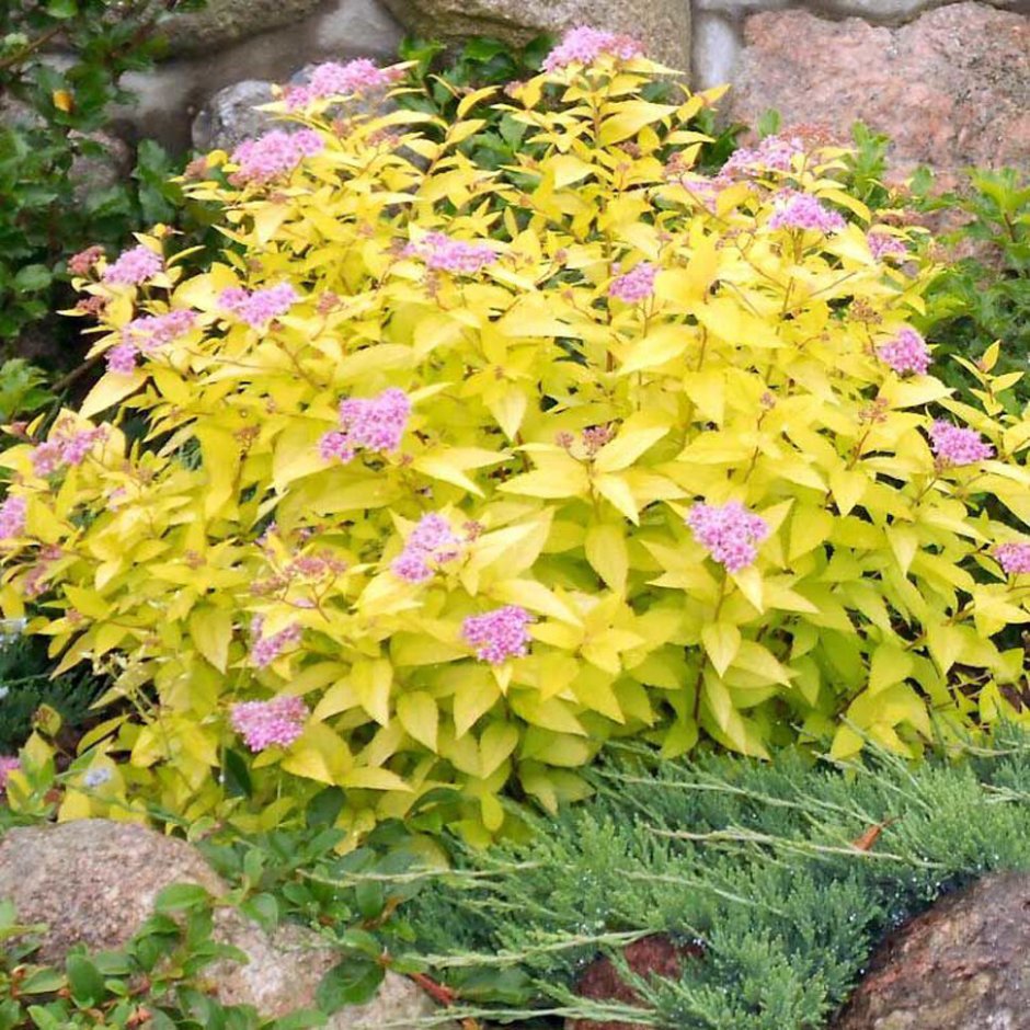 Туя Барбарис спирея