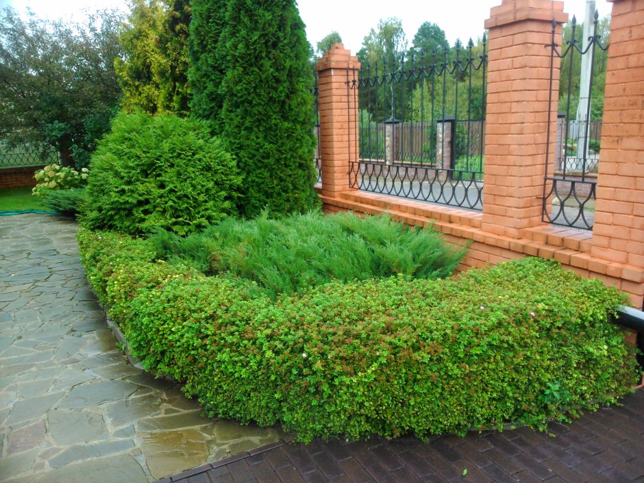 Спирея березолистная Pink Sparkler