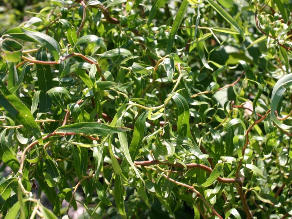 Ива Извилистая Матсудана (Salix matsudana)