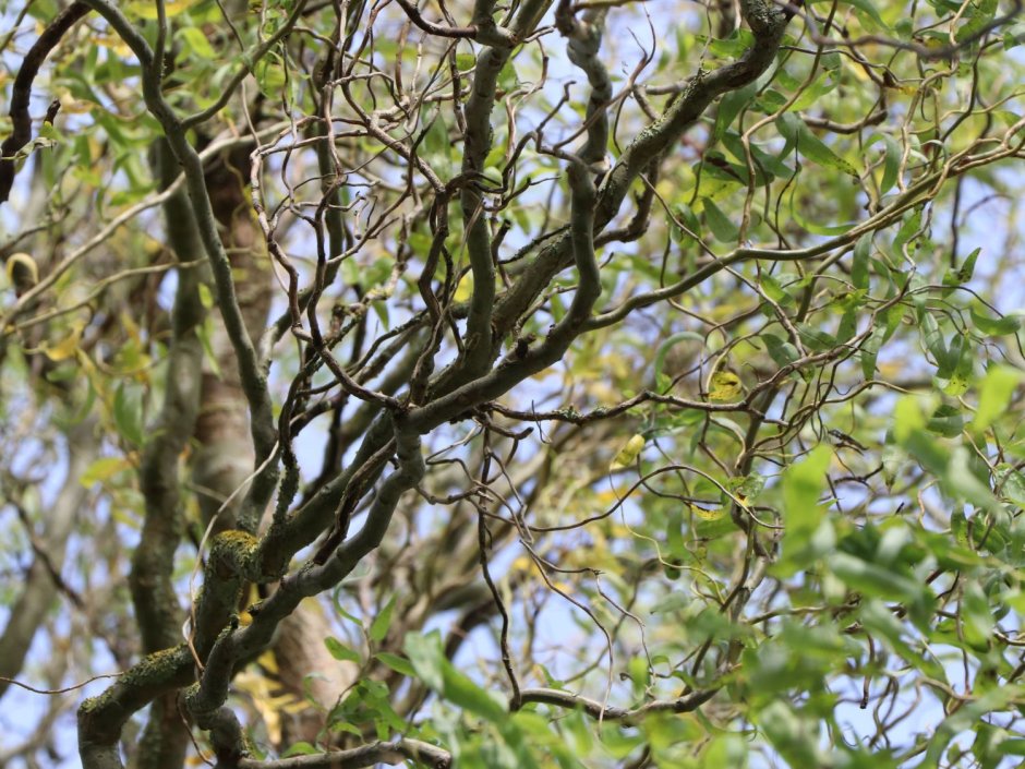 Salix matsudana tortuosa