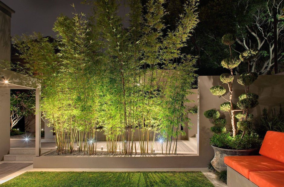 Бамбук в ландшафтном дизайне