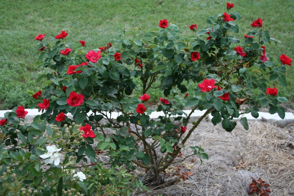 Роза альтиссимо