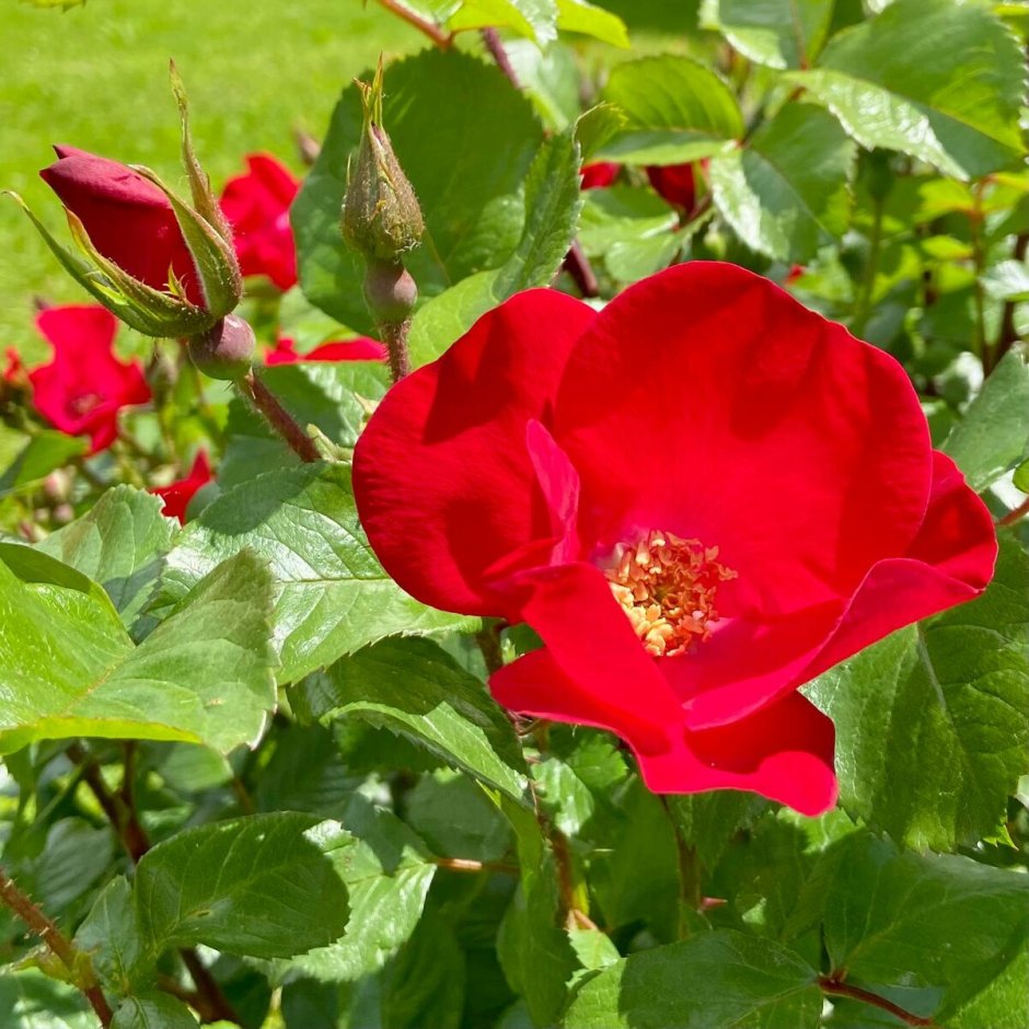 Роза Робуста красная