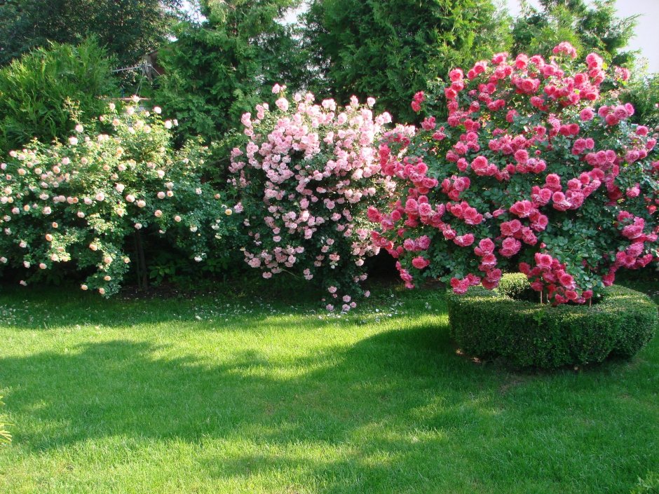 Розовые сады Подмосковья