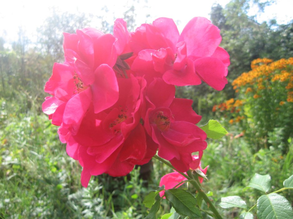 Робуста robusta роза