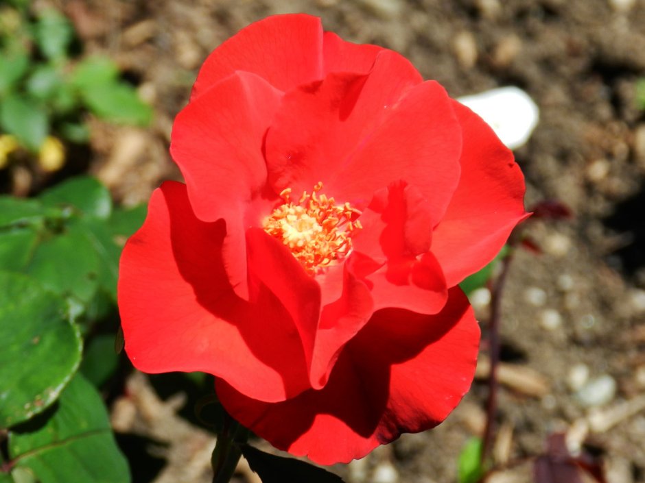 Роза Парковая robusta