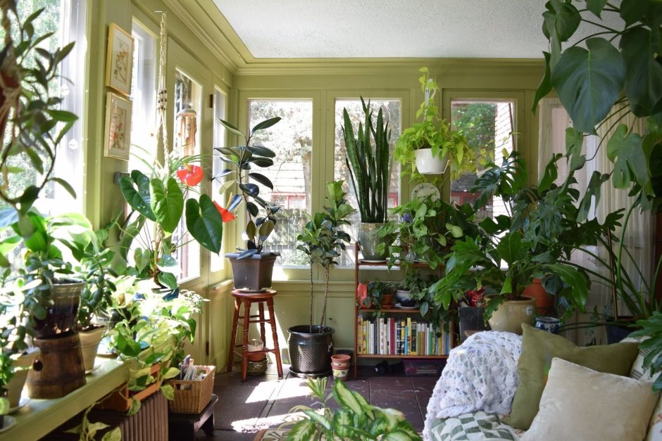 Комнатные растения в гостиной