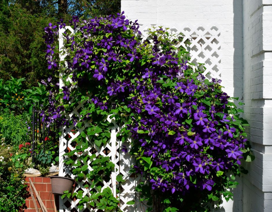 Клематис Лиана