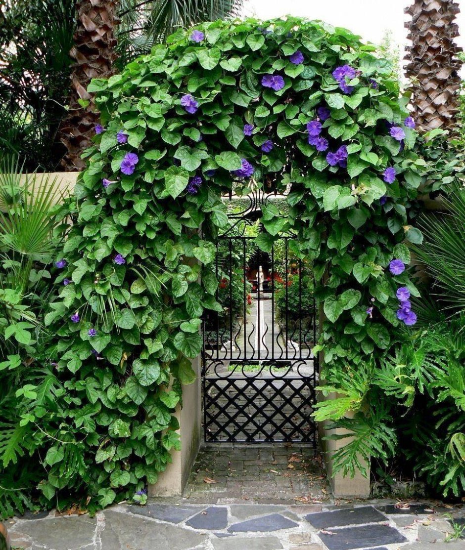 Вьюн ипомея