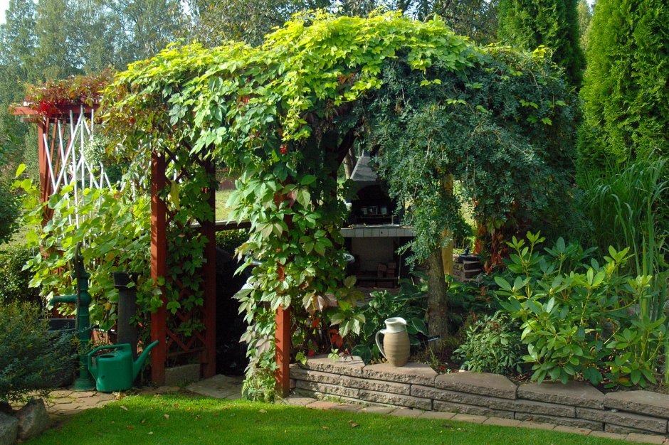 Вьющиеся цветы для беседки быстрорастущие многолетние