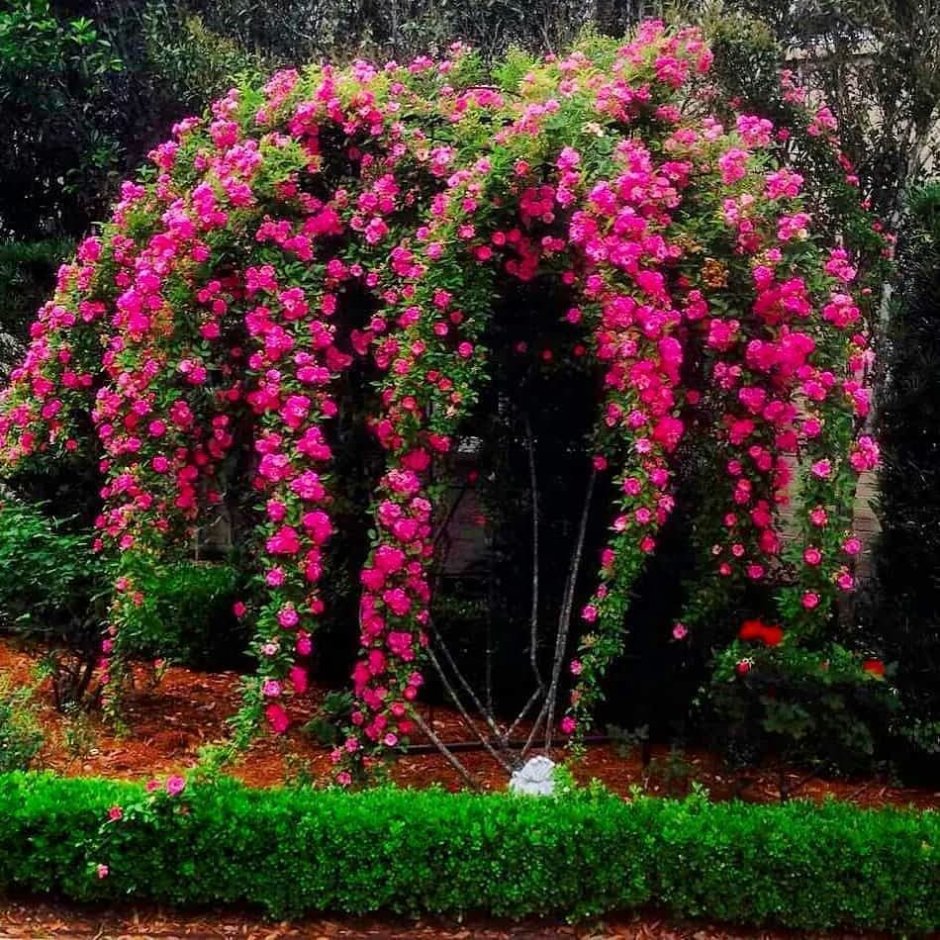 Лобелия ипомея клематис