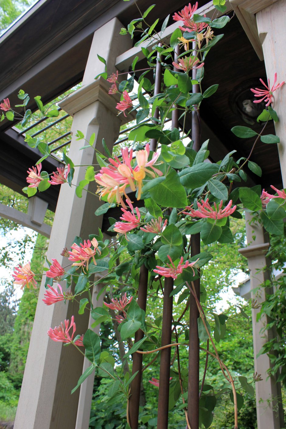 Быстрорастущие лианы для беседки