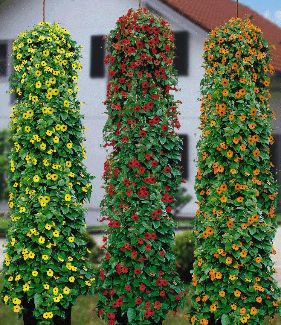 Цветок тунбергия