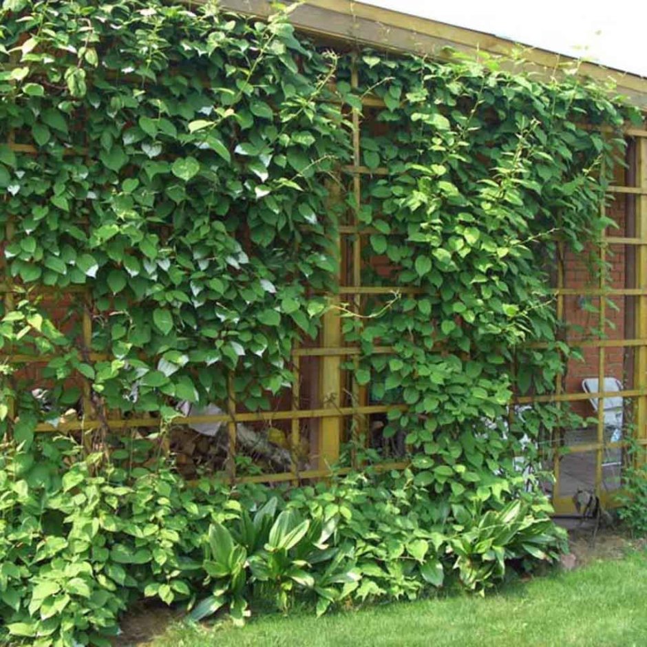 Актинидия коломикта