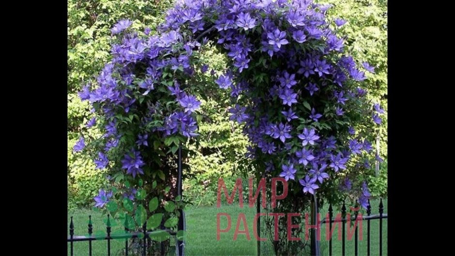 Клематис Лиана