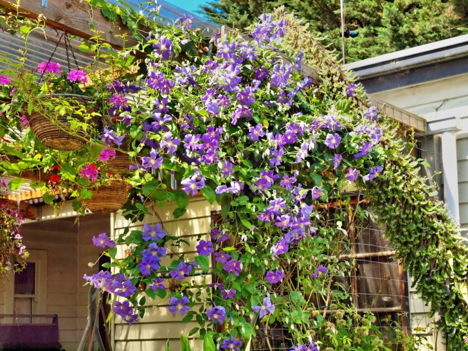 Клематис Вьюнок