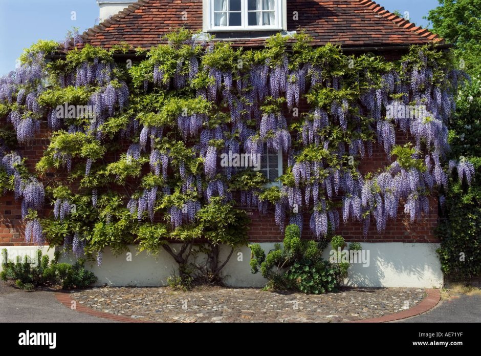 Глициния вьющаяся
