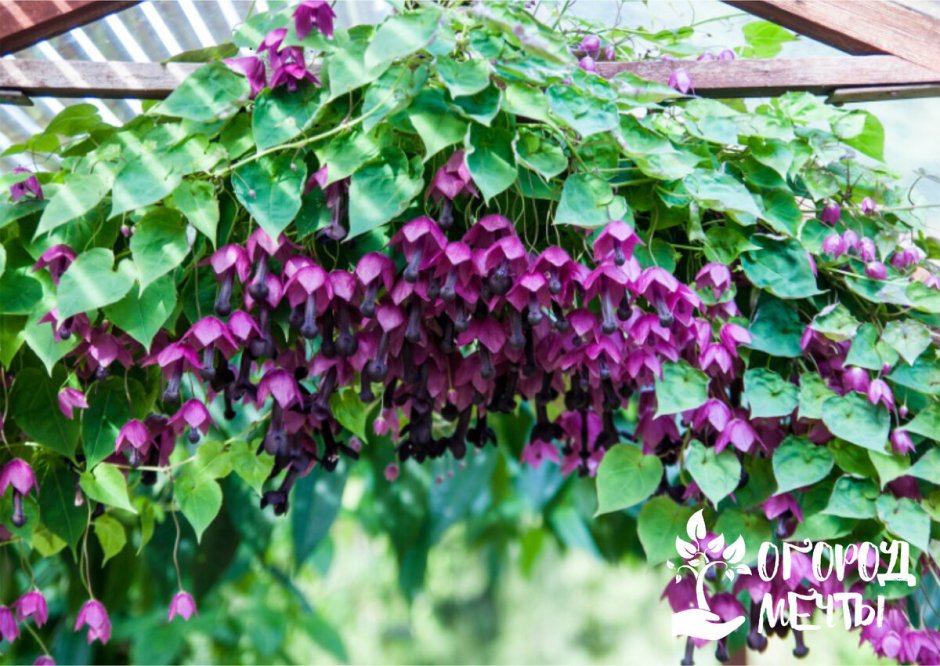 Родохитон пурпурный колокол