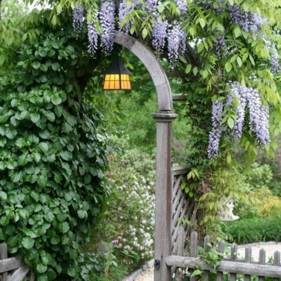 Плющ Глициния