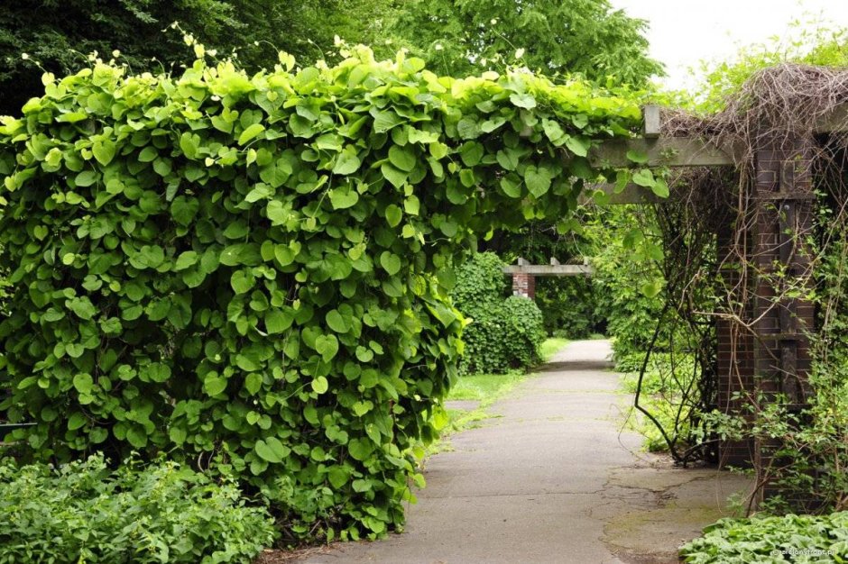 Аристолохия кирказон